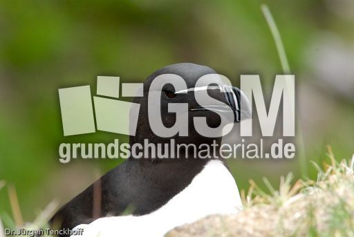 Tordalk (8 von 11).jpg